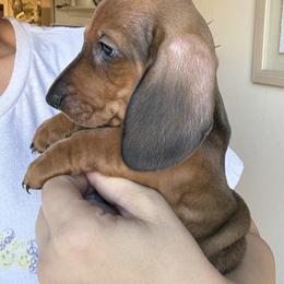 Dachshund All Grown Up from Hotdawgz standard AKC dachshunds