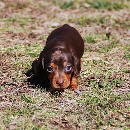 AKC Tito - Dapple male Dachshund puppy in Billings, Missouri from Bundles of Joy