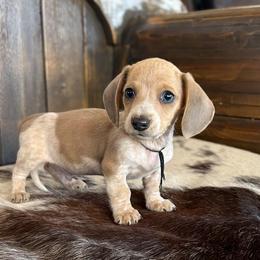 Cody - Piebald male Dachshund puppy in Marvell, Arkansas from Hat Creek Kennel