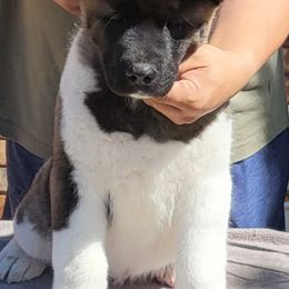 Akita Puppies from Mega Heart Akitas