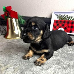 Theo - Black and cream male Dachshund puppy in Gilbertsville, Kentucky from DeLaunes Dachshunds
