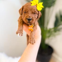 Honey crisp - Red  female Goldendoodle puppy in West Haven, Utah from Split Mountain Doodles