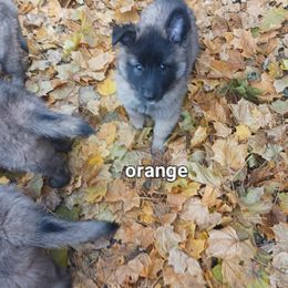 Orange collar - Mahogany and black female Belgian Tervuren puppy in Metamora, Michigan from Sherry's Time Flies Tervurens