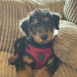 Grey - Black and tan female Airedale Terrier puppy in Huntersville, North Carolina from Cool Hand Luke Kennels
