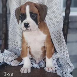 Joe - Fawn male Boxer puppy in Newville, Pennsylvania from Zimmerman's Pets