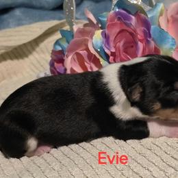 Evie - Black tan and white female Rat Terrier puppy in Divide, Colorado from Outlaw Farm and Kennel