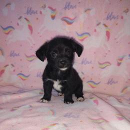 Lola - Tri-color female Yorkipoo puppy in Lapeer, Michigan from Puppy Kisses