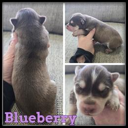 Blueberry - Red and white female Siberian Husky puppy in Wheeler, Michigan from Haase Family Kennels