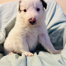 Border Collie Puppies from Bordercollieblues