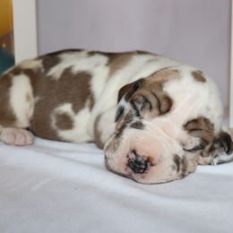 Boy 2 - Fawn Great Dane puppy in Michigan from Ohana Great Danes of Michigan