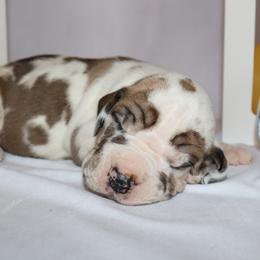 Boy 2 - Fawn Great Dane puppy in Michigan from Ohana Great Danes of Michigan