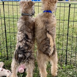 Soft Coated Wheaten Terrier Puppies from Karli Mueller