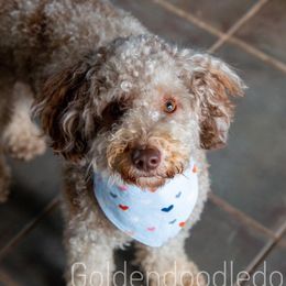 Harper - Goldendoodle