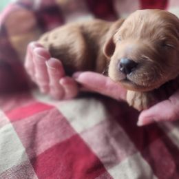 Cavapoo Puppies from Jessie's Puppies
