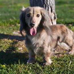 Ruth - Cream female Dachshund puppy in Apple Valley, California from Socaldoxies