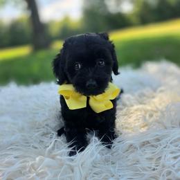 Nalo - male Cavapoochon puppy in Bullard, Texas from Cavapoochon Central LLC