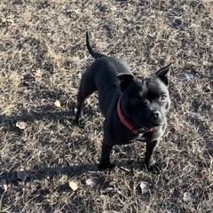 Rouge - Staffordshire Bull Terrier