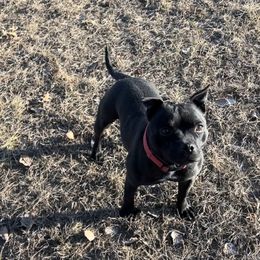 Rouge - Staffordshire Bull Terrier