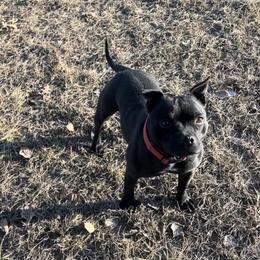 Rouge - Staffordshire Bull Terrier