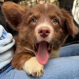 Jak - Liver and white male American Corgi puppy in Grants Pass, Oregon from KnR Antler Dogs