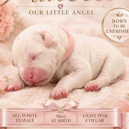 Girl 3 - White female Boxer puppy in Howey In The Hills, Florida from Bayla Belle & Blossom's Boxers