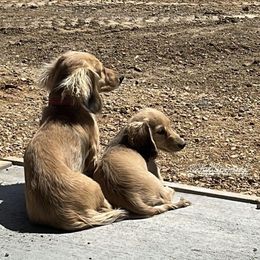 Dachshund Puppies from Loveland Doxies