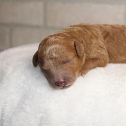 Female 1 - Red  female Poodle puppy in Mississippi from Ewing Acres