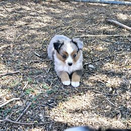 Farah - Blue merle Miniature Australian Shepherd puppy in Snowflake, Arizona from Halfpint Aussies