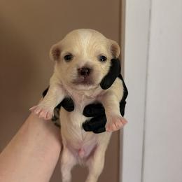 Lucas - Cream and white male Chihuahua puppy in Knowlton Township, New Jersey from Augenblick Kennels