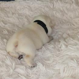 French Bulldog Puppies from Diamond Dreams French Bulldogs