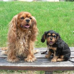 Cavalier King Charles Spaniel Puppies from 7 Bridges Cavaliers