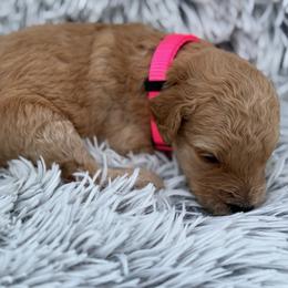 Sierra - Apricot female Goldendoodle puppy in Ambrose, Georgia from Brandilyn's Aussies