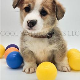 Eevee - Red female Pembroke Welsh Corgi puppy in Kiowa, Colorado from Cool Water Corgis LLC
