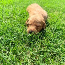 Gator - male Goldendoodle puppy in Yukon, Oklahoma from Silver Barn Doodles