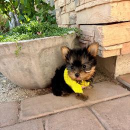 Bunny - Blue and gold female Yorkshire Terrier puppy in Yuma, Arizona from Yuma Yorkie