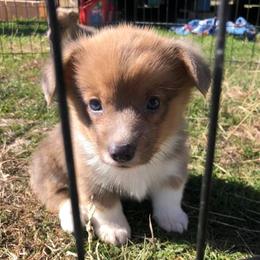 American Corgis and Pembroke Welsh Corgis from TW Corgis
