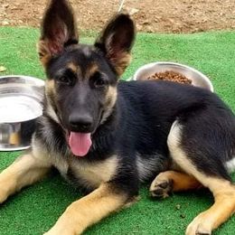 German Shepherds from T & T Kennels