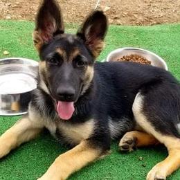 German Shepherds from T & T Kennels