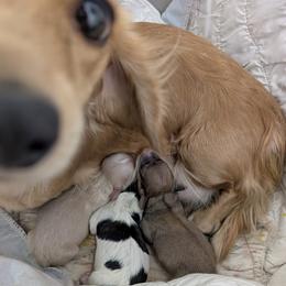 Shaded Cream - Cream male Dachshund puppy in Central Point, Oregon from MRS Long Dog Ranch