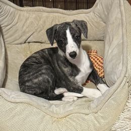 Girl Two - Fawn brindle female Whippet puppy in Williamsport, Pennsylvania from Willowisp Whippets