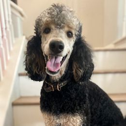 Potential Dam Lark - Poodle