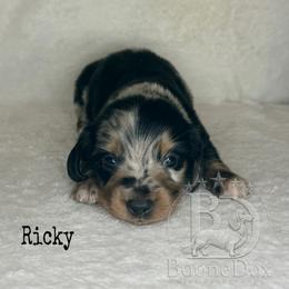 Ricky - Dapple male Dachshund puppy in Lexington, Oklahoma from BooneDox Miniature Dachshunds