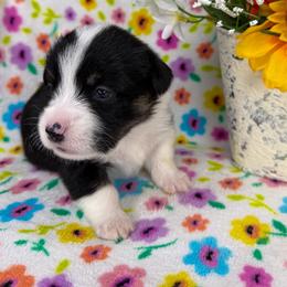 CONWAY - Black and tan male Pembroke Welsh Corgi puppy in Ritzville, Washington from Sapphire Iris Corgis