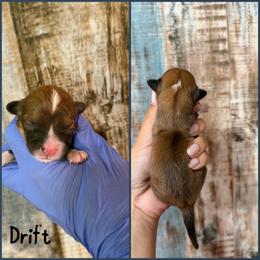 Drift - Red male Pembroke Welsh Corgi puppy in Berea, Kentucky from SunShine Corgis
