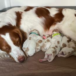 Boy 1 - White and orange male Brittany puppy in Katy, Texas from Jenvy Brittanys