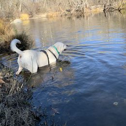 Labrador Retriever All Grown Up from Chateau St. John