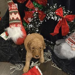 Labradoodle Puppies from PH&K