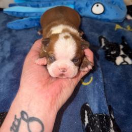 Boy 1 - Red male Boston Terrier puppy in Ringgold, Georgia from A-K Boston Terriers