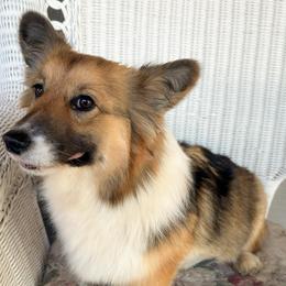 Olive - Pembroke Welsh Corgi
