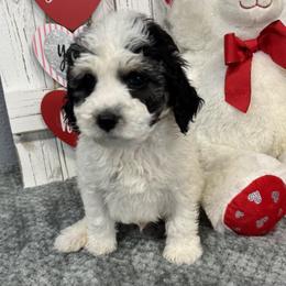 Brandy's Green Collar Boy 2150.00 - Black and white male Bernedoodle puppy in Alvin, Texas from JP Southern Doodles
